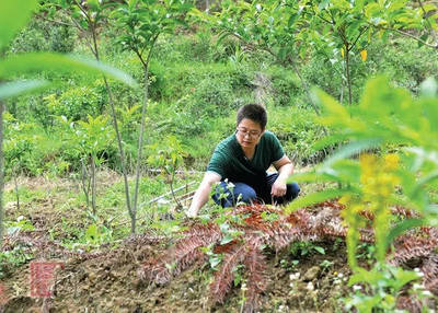 德化縣戀南山黃花遠志茶喜獲海峽兩岸最受歡迎伴手禮獎，推動林業產品創新發展